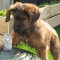 Briard