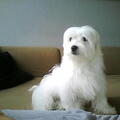 Maltezer