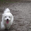 Maltezer