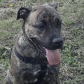 Dogo Canario
