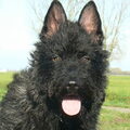 Hollandse Herdershond