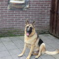 Duitse Herder