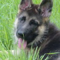 Duitse Herder