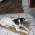Foxterrier, gladhaar