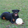 Rottweiler