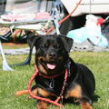 Rottweiler