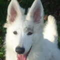 Zwitserse Witte Herder