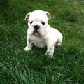 Engelse Bulldog