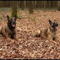 Mechelse Herder