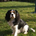 Cavalier King Charles Spaniel