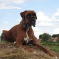 Boxer