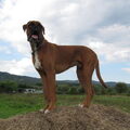 Boxer