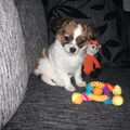 Chihuahua