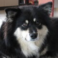 Finse Lappenhond