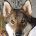 Laika, West Siberische