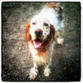 Engelse Setter
