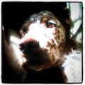 Engelse Setter