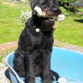 Schnauzer