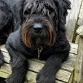 Schnauzer