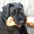 Schnauzer