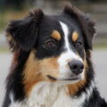 Australian Shepherd