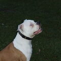 Amerikaanse Bulldog