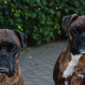 Boxer