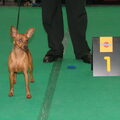 Dwergpinscher