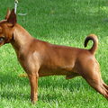 Dwergpinscher
