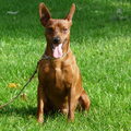 Dwergpinscher