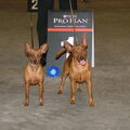 Dwergpinscher