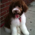 Labradoodle