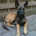Mechelse Herder