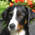 Appenzeller Sennenhond