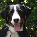 Appenzeller Sennenhond