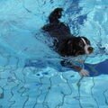 Appenzeller Sennenhond