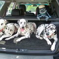 Dalmatische hond
