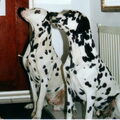 Dalmatische hond