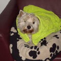West Highland White Terrier