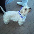 West Highland White Terrier