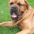 Bordeauxdog