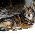 Laika, West Siberische