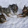 Laika, West Siberische