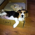 Beagle