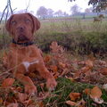 Bordeauxdog