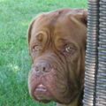 Bordeauxdog
