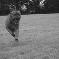 Bordeauxdog