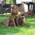 Bordeauxdog