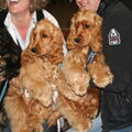 Engelse Cocker Spaniel