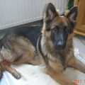 Duitse Herder